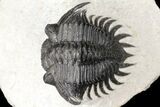 Spiny Delocare (Saharops) Trilobite - Excellent Shell Quality #125137-2
